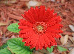 flower of the flock